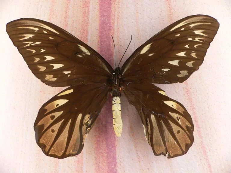 Dni owada - motyl Królowej Aleksandry