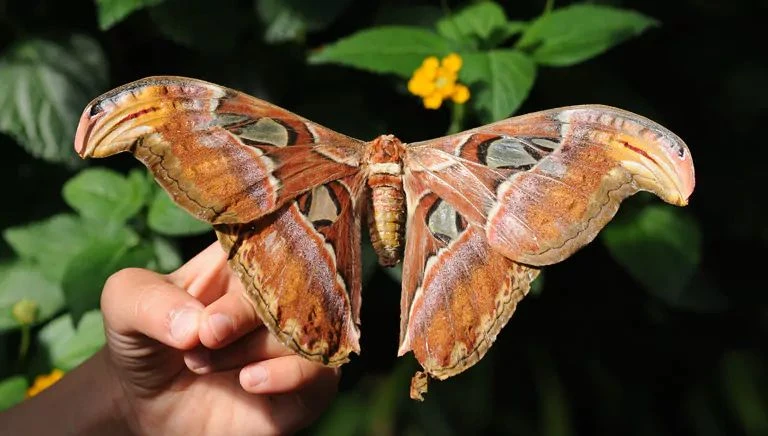 Dni owada - Motyl Pawica Atlas