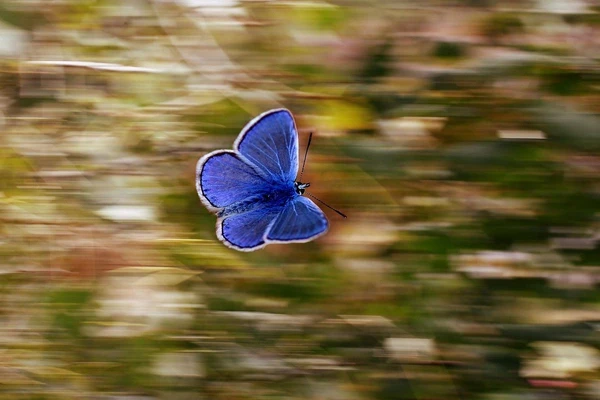 Dni owada - motyl niebieski